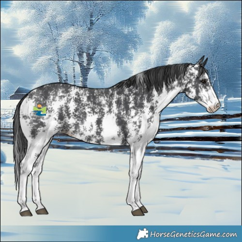 Horse Color:Black Sabino Appaloosa 