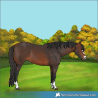 Horse Color:Brown 