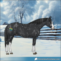 Horse Color:Black Splash Appaloosa