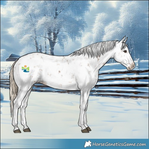 Horse Color:Chestnut Sabino Splash Appaloosa 