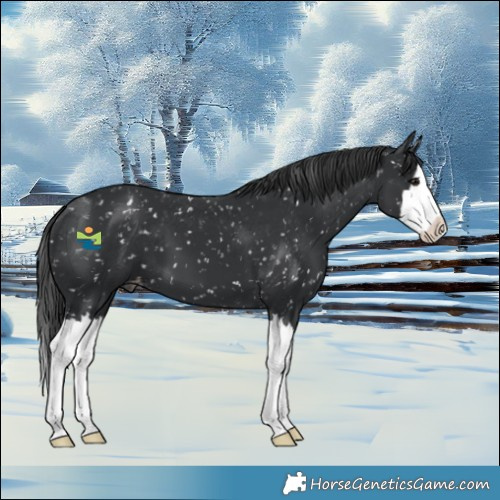 Horse Color:Black Splash Appaloosa 