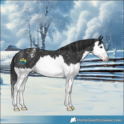Horse Color:Black Splash Snowflake Varnish