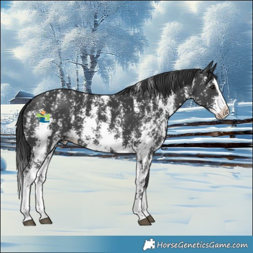 Horse Color:Black Sabino Splash Snowflake Varnish
