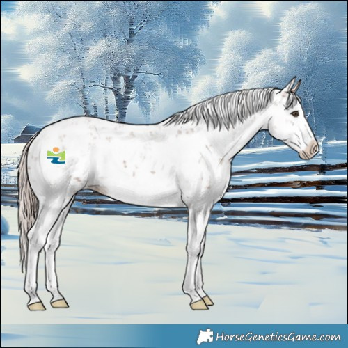 Horse Color:Chestnut Sabino Splash Appaloosa 