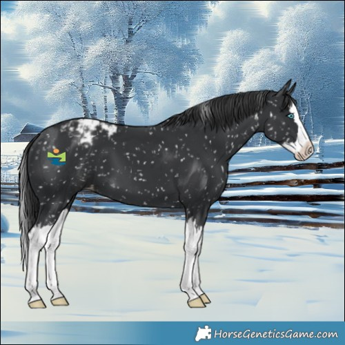 Horse Color:Black Splash Appaloosa 