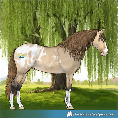 Horse Color:Buckskin Dun Appaloosa