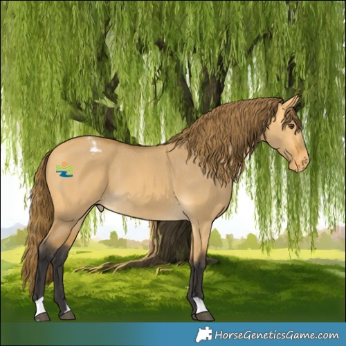 Horse Color:Buckskin Dun Appaloosa