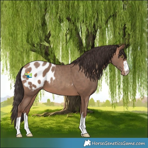 Horse Color:Sable Champagne Blanket
