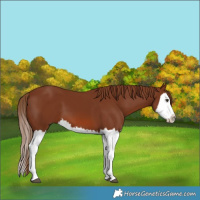 Horse Color:Chestnut Splash 
