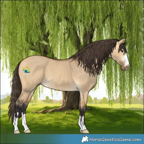 Horse Color:Buckskin Dun