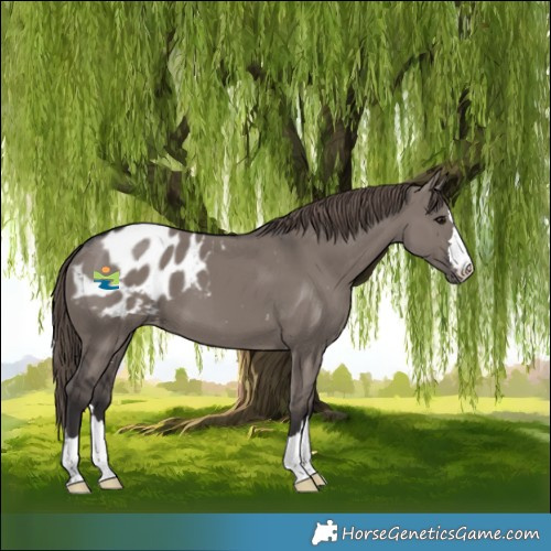 Horse Color:Smoky Grullo Blanket 