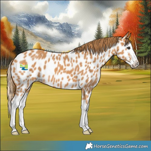 Horse Color:Chestnut Splash Near Leopard 