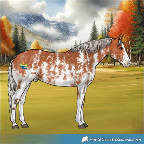 Horse Color:Silver Bay Sabino Splash 