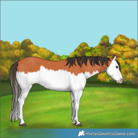 Horse Color:Bay Splash