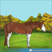 Horse Color:Chestnut Splash 