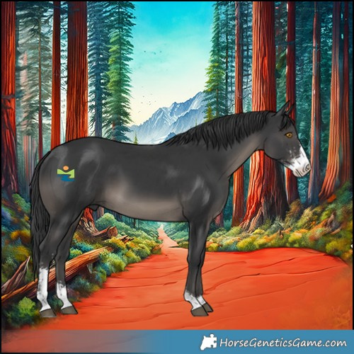 Horse Color:Black Sabino 