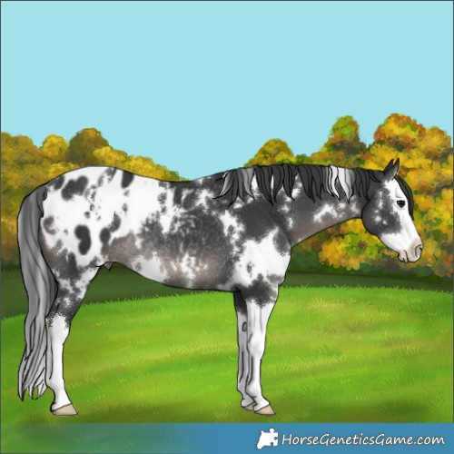 Horse Color:White Spotted Black Splash Appaloosa Rabicano