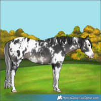 Horse Color:White Spotted Black Splash Blanket Rabicano 