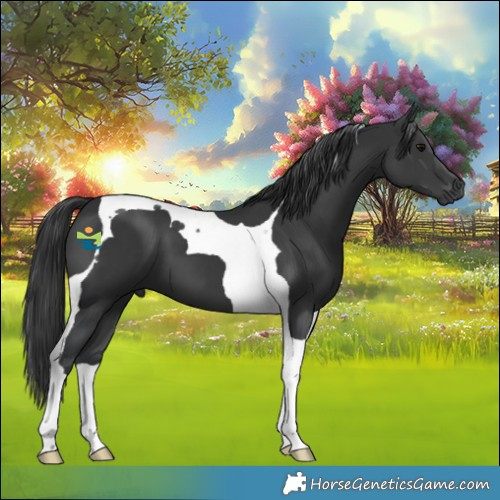 Horse Color:Black Tobiano