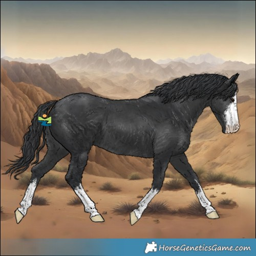 Horse Color:White Spotted Black