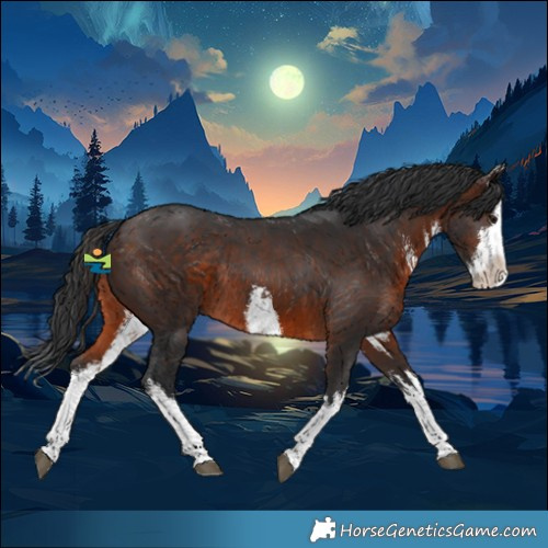 Horse Color:White Spotted Brown Splash Rabicano