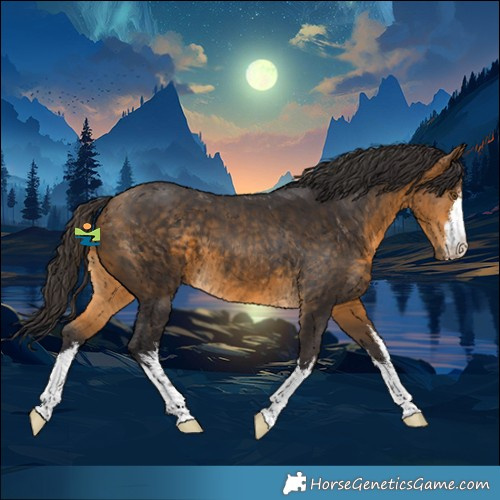 Horse Color:White Spotted Buckskin