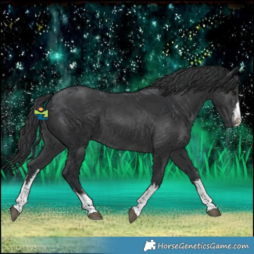 Horse Color:White Spotted Black
