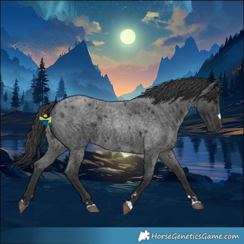 Horse Color:Blue Roan 
