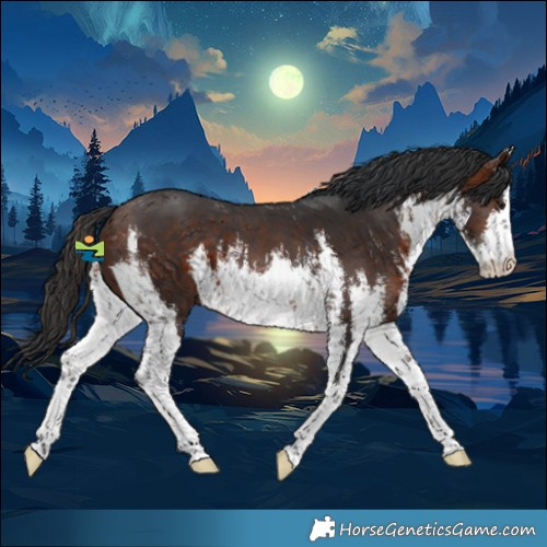 Horse Color:White Spotted Brown 