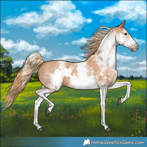 Horse Color:White Spotted Chestnut Sabino Frame