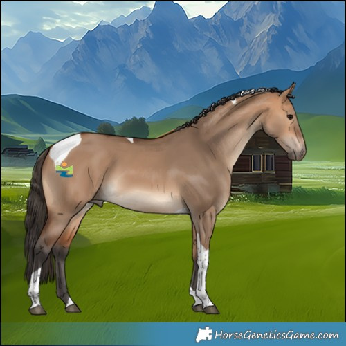 Horse Color:Bay Dun Tobiano 