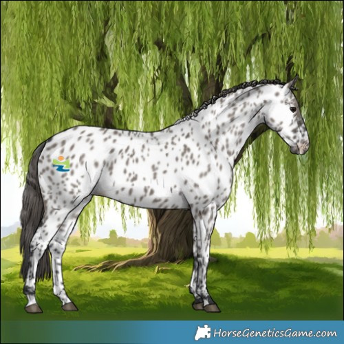 Horse Color:Grullo Near Leopard