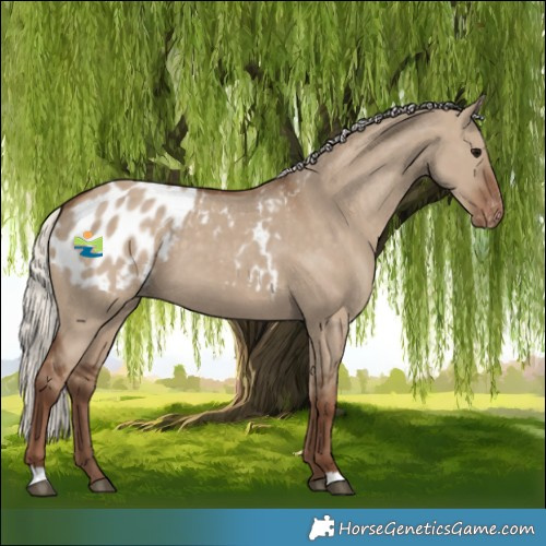 Horse Color:Silver Grullo Blanket 