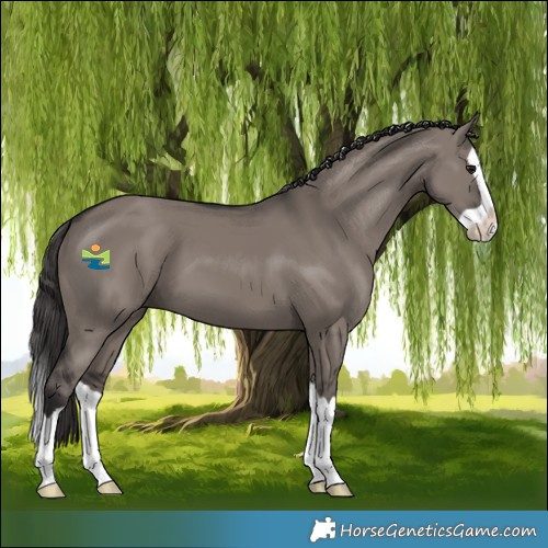 Horse Color:Smoky Grullo Splash 