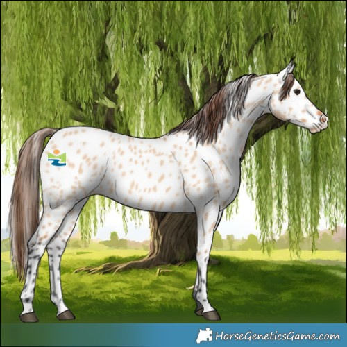 Horse Color:Bay Dun Near Leopard