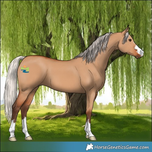 Horse Color:Silver Bay Dun 