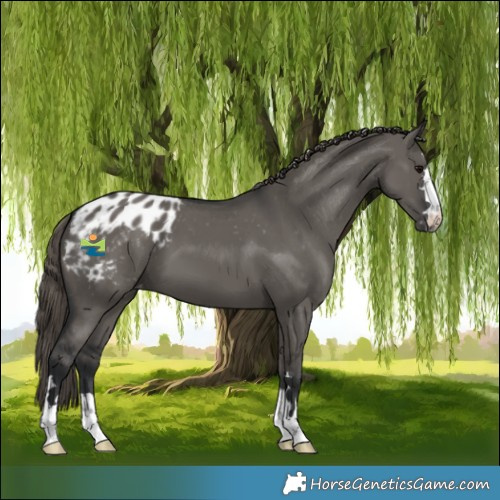 Horse Color:Grullo Blanket