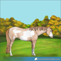 Horse Color:Gold Champagne Pearl Frame Rabicano and Gold Champagne Pearl Frame Rabicano