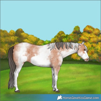 Horse Color:White Spotted Bay Sabino Frame 