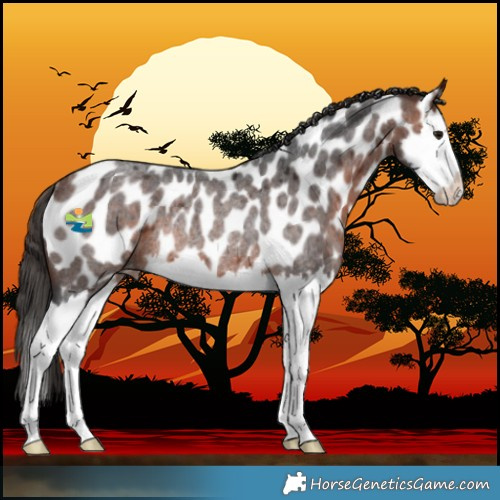 Horse Color:Bay Roan Splash Near Leopard Rabicano 