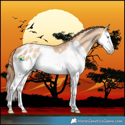 Horse Color:Gold Champagne Dun Splash Blanket