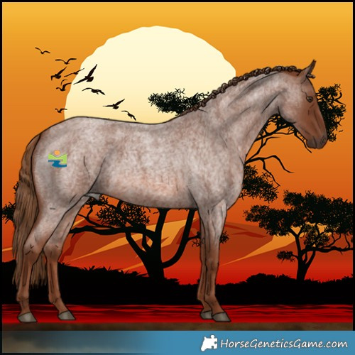 Horse Color:Red Roan