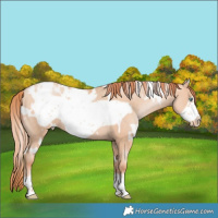 Horse Color:White Spotted Sable Champagne Pearl Frame Blanket Rabicano 