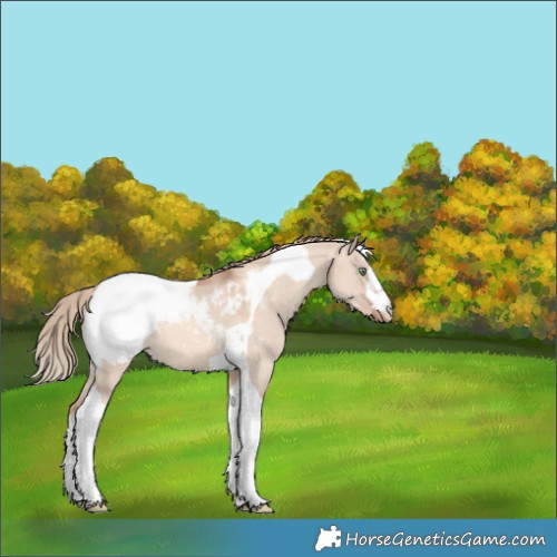 Horse Color:Gold Champagne Dun Tobiano Appaloosa 