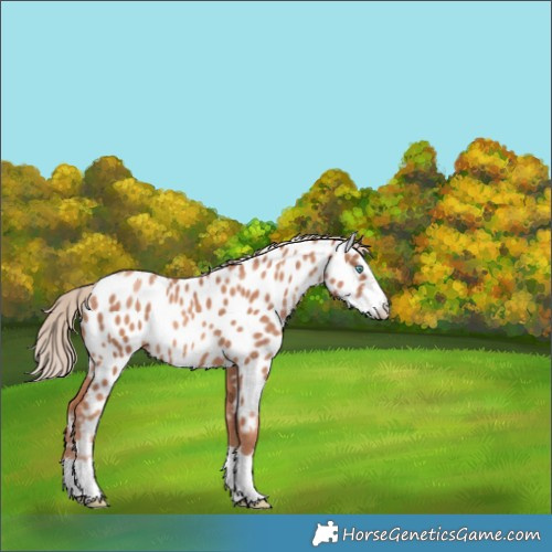 Horse Color:Gold Champagne Near Leopard 