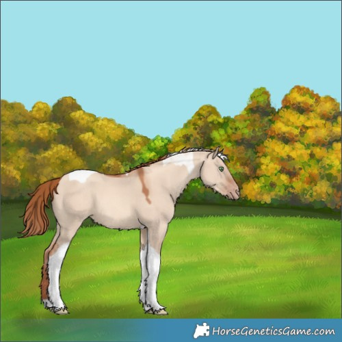 Horse Color:Gold Champagne Dun Tobiano