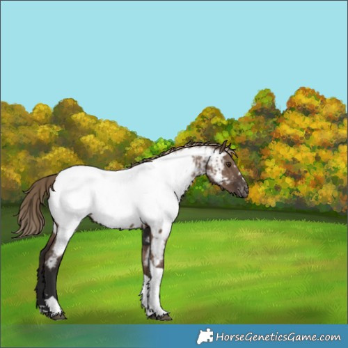 Horse Color:Liver Red Dun Tobiano Near Fewspot