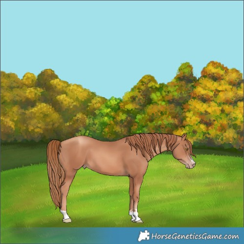 Horse Color:Gold Champagne 