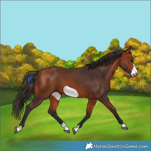 Horse Color:Bay Frame