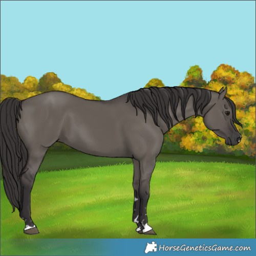 Horse Color:Smoky Grullo 